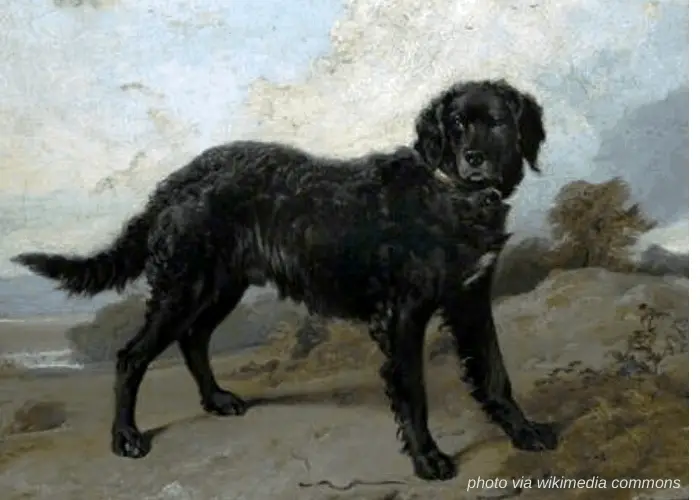 65 British Dog Breeds 49 Tweed Water Spaniel vintage photo