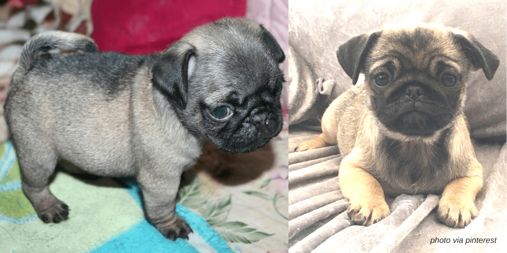 Two platinum pug puppy images