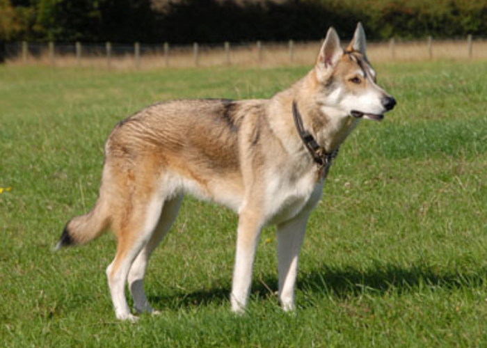 21 Dogs That Look Like German Shepherds: The K9 Doppelgängers 18 Utonogan dog on the lawn