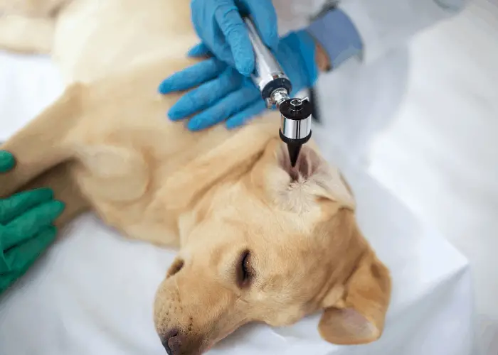 Labrador Retriever 5 Veterinarian examining a labrador's ear