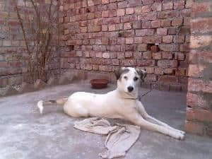 Discover (3) Rare And Historical Pakistan Dog Breeds 4 Vikhan Sheepdog lying on the cemented floor