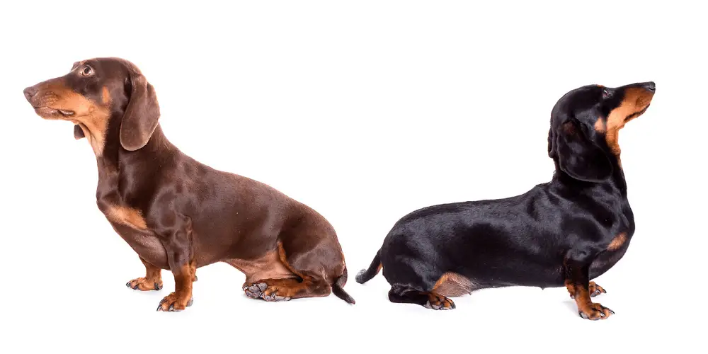 Ways to Keep Your Dachshund Healthy and Happy featured image