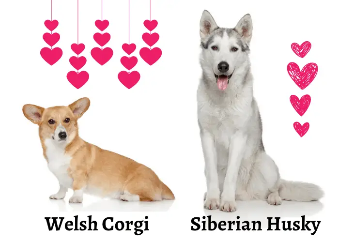 Corgi Husky Mix Ultimate Guide 2 Welsh Corgi and Siberian Husky and hearts on white background