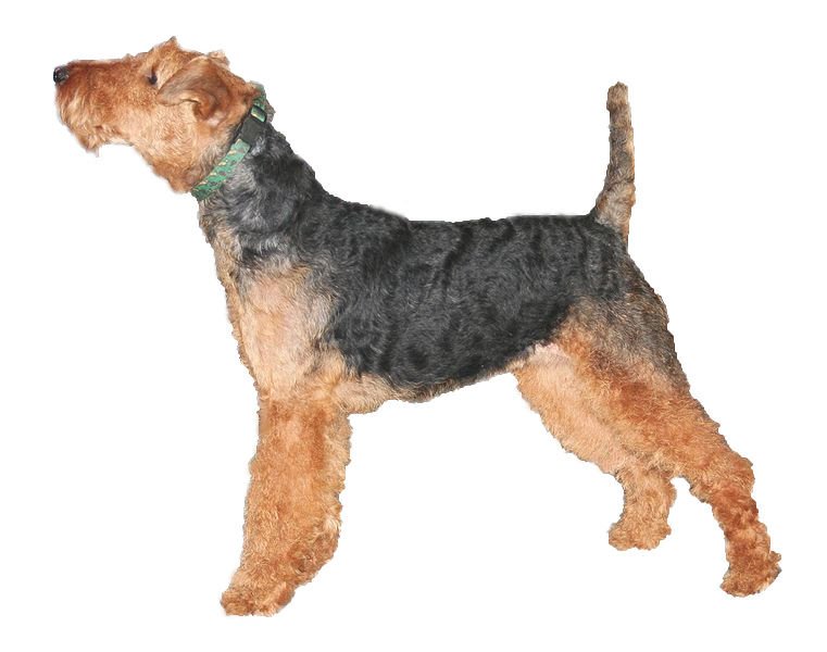 Welsh Terrier Dog Breed Complete Information 4 Welsh Terrier side view on white background