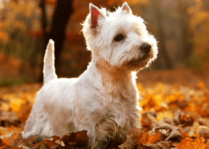 West Highland White Terrier in the forest