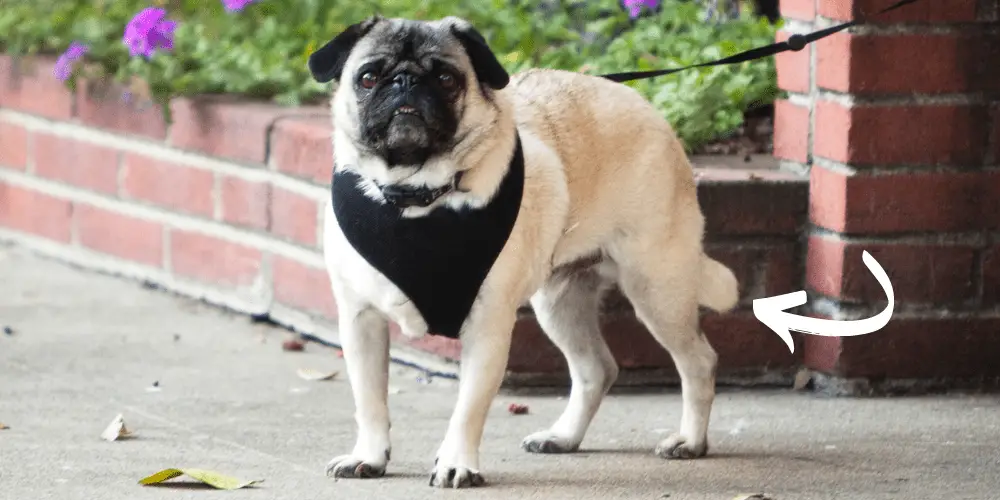 What Does It Mean When a Pug’s Tail Is Down featured image