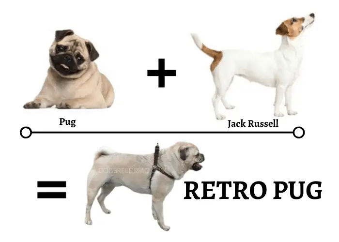 Where did Retro Pug come from illustration