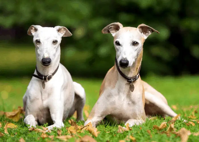 65 British Dog Breeds 50 2 Whippet dogs lying on the lawn
