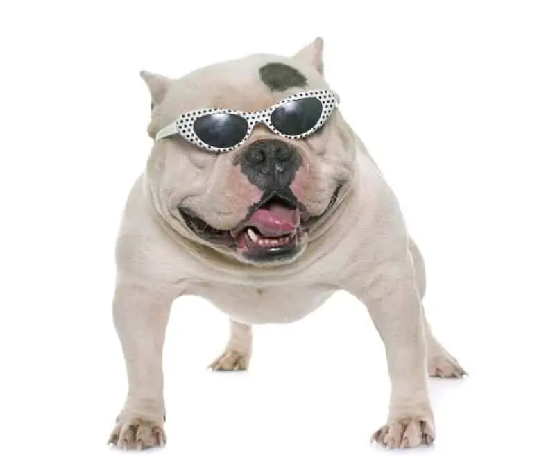 White American bully dog wearing white Retro Polka Dot Style sunglasses with tongue sticking out on white background