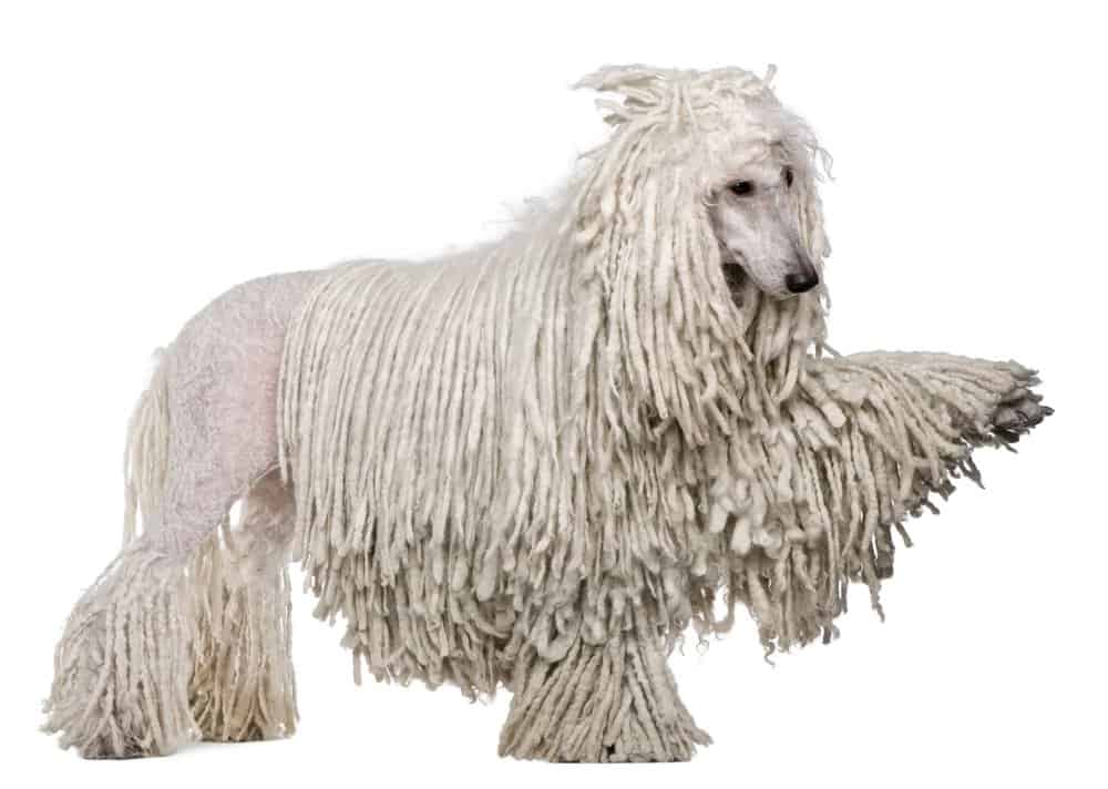 6 Unique Dogs That Look Like a Mop (Dog With Dreadlocks) 6 White Corded standard Poodle photographed against a white background