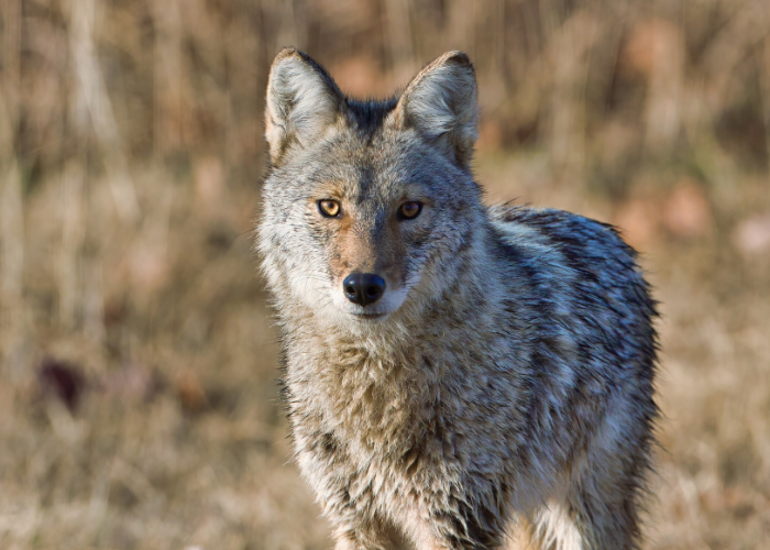 White, Gray, Black, & Brown Mix wolf 