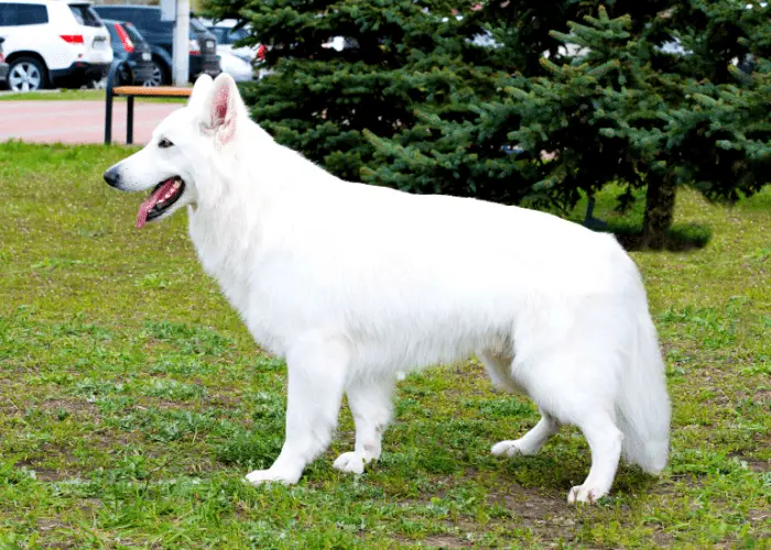 White Shepherd dog at the park