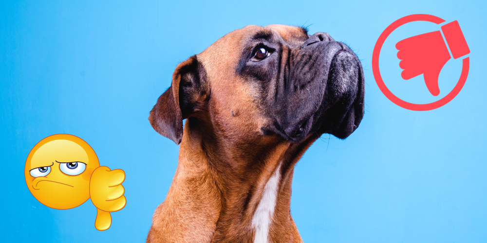 Why Are Boxers the Worst Dogs article featured image