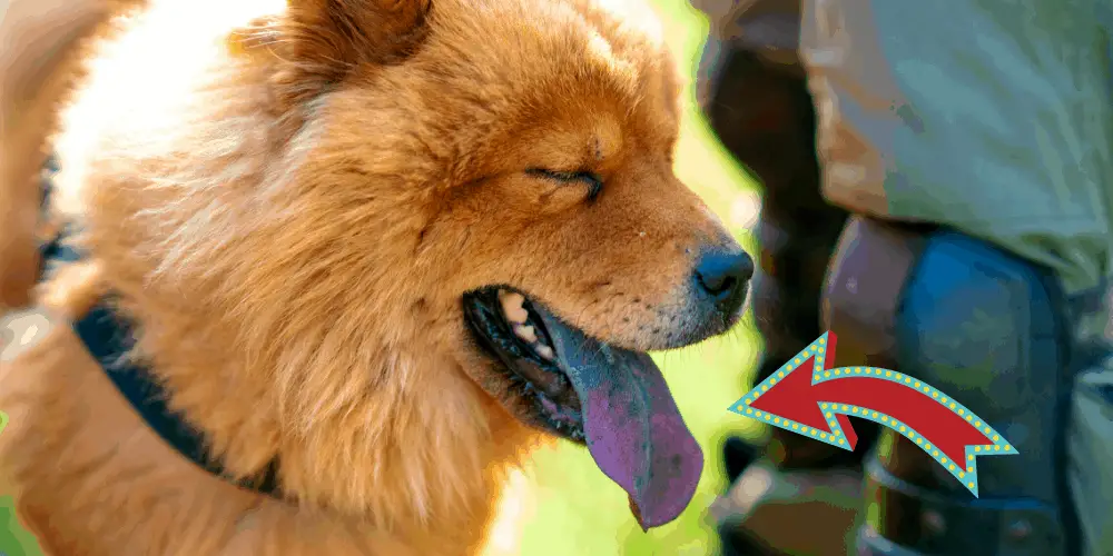 Why Chow Chows Have Blue-Black Tongues image