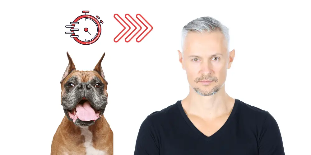 Why Do Dogs Age So Fast? (Aging In Dogs) 2