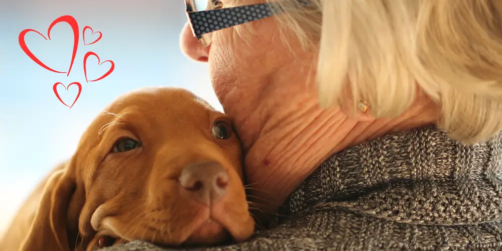 Why Do Dogs Like Me? ( A Deep Dive into Canine Affection )