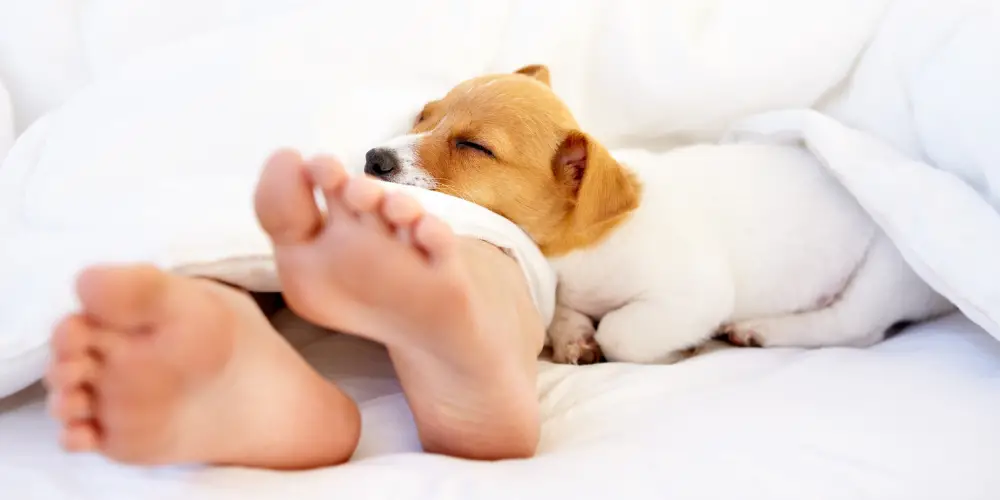 7 REASONS Why Dogs Sleep At Your Feet Beyond Coziness