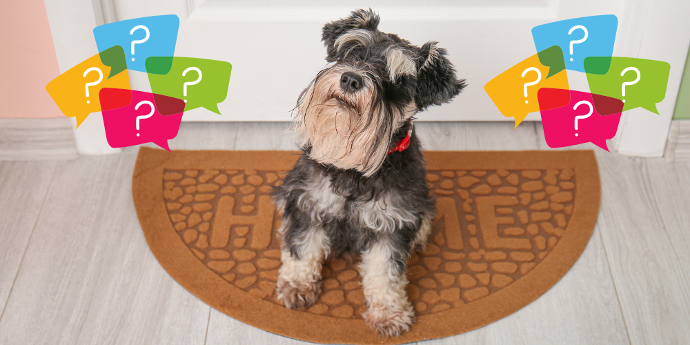 Why Schnauzers Are the Worst Dogs article featured image