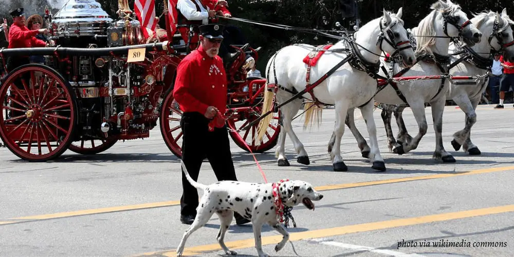 why are dalmatians considered firehouse dogs
