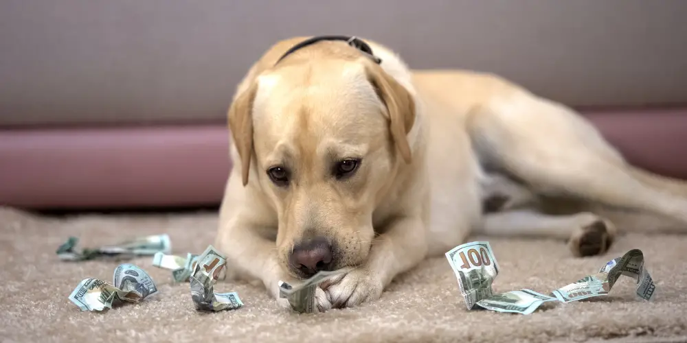Why are Dogs so Expensive? (InDepth Barkonomics!)