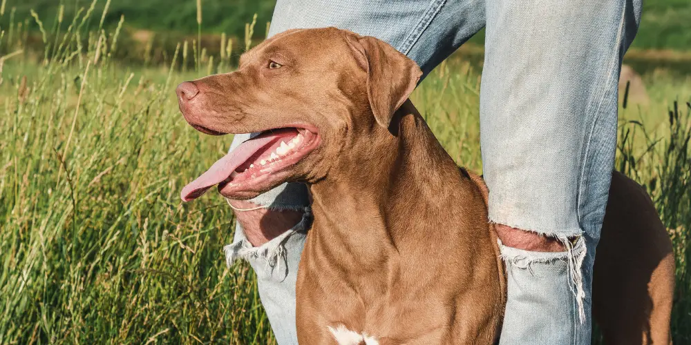 Why Do Dogs Go Under Your Legs? ( Unraveling the Mystery )