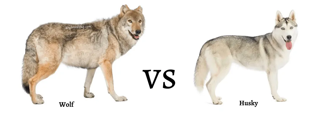 Wolf vs Husky differences image