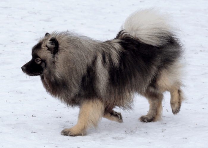Wolfspitz walking on the snow
