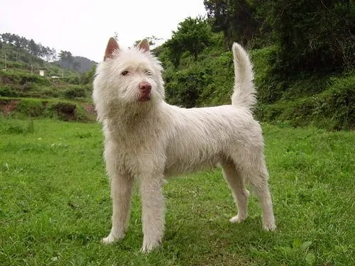 Xiasi Dog standing on a green grass