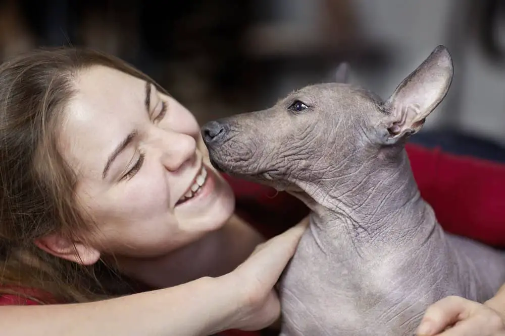 5 (Vintage) Mexican Dog Breeds: More Famous Than Tequila 5 Xoloitzcuintli dog with young, smiling girl
