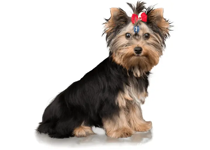 65 British Dog Breeds 52 Yorkshire Terrier image on white background