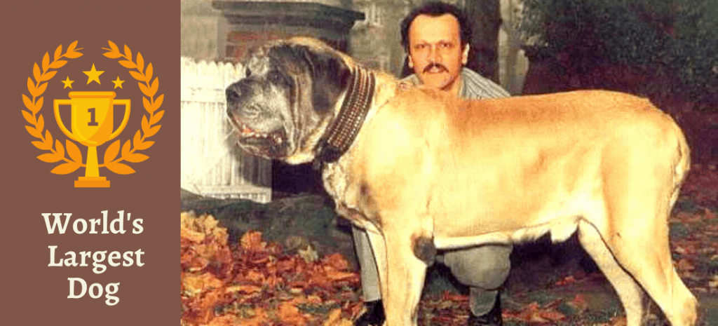 Zorba Dog - Breaking World Records 1 english mastiff zorba picture with its owner