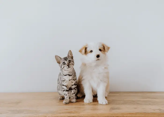 Can Dogs and Cats Breed? 6 a dog and a cat together