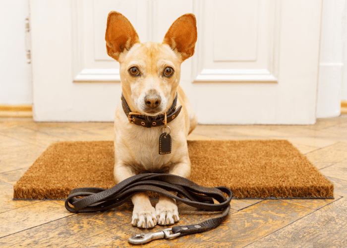 13 Basic Dog Commands in Japanese ( With Audio ) 14 a dog ready for a walk
