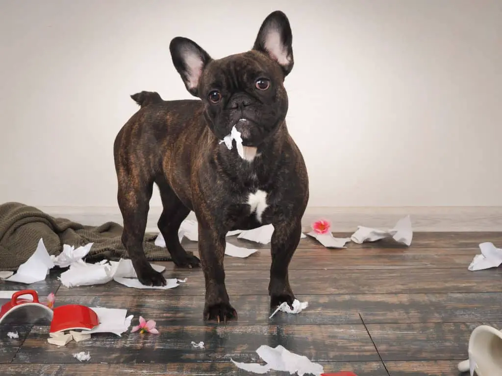 27 DETAILED French Bulldog Pros and Cons ( My Experience ) 20 a french bulldog made a mess at home