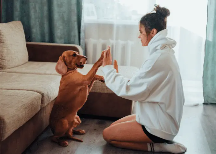 a girl training her dog in french commands