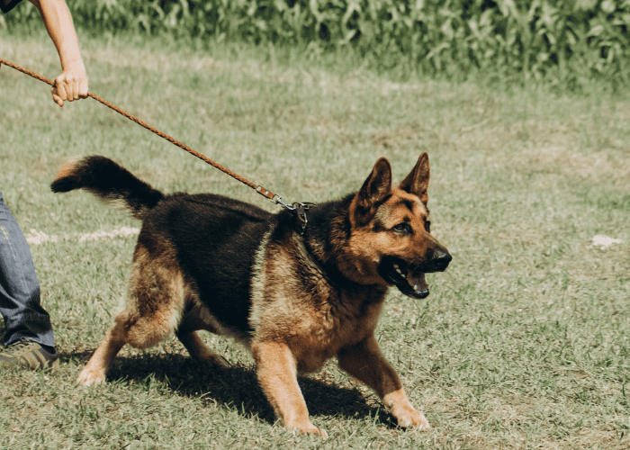 a gsd being pulled by its trainer