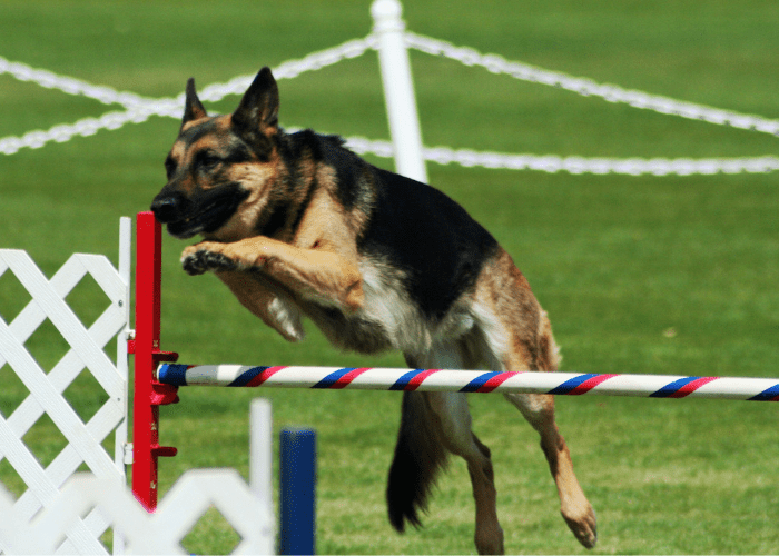 a gsd jumping during agility training