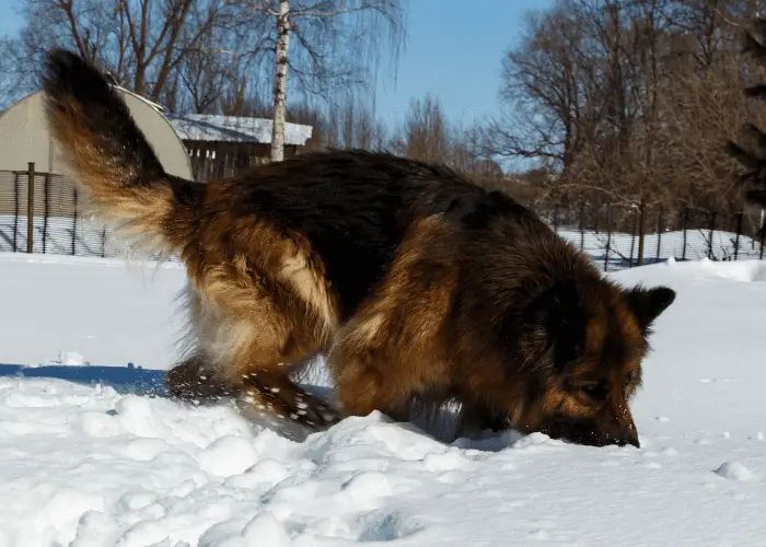 a gsd searching something in the snow