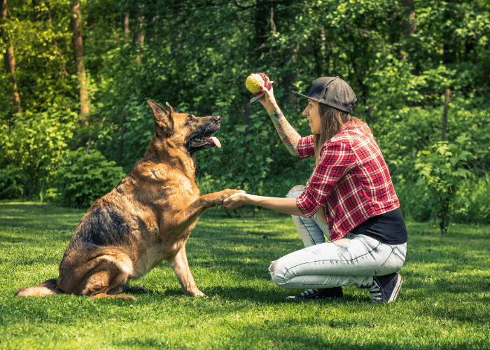 24 Dog Commands in German ( With Pronunciation and Audio ) 36 These are all basic commands that are not only easier to understand than others but are commands that you'll find yourself using all the time throughout the early months of your dog's life. After the puppy understands these basic commands, others can trickle in over time.