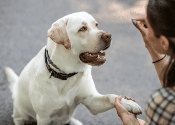 a lady training her dog using a treat