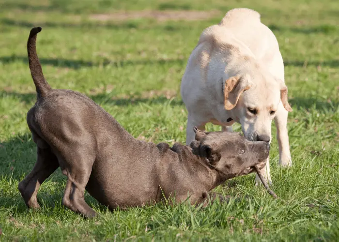 17 Pit Bull Pros And (Cons) That I Learned From My Beloved Pet 14 a pit bull and labrador playing at the farm