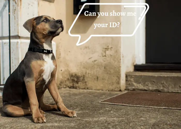 a pit bull asking Can you show me your ID