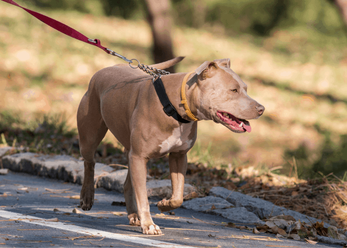 a pit bull on leash walking on the road