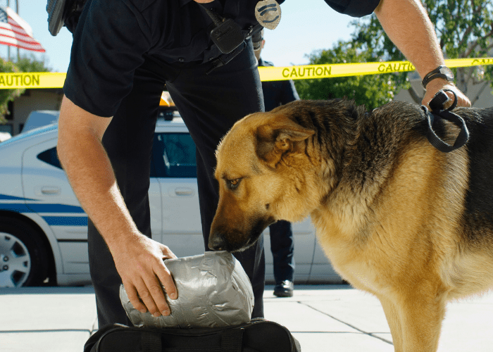 24 Dog Commands in German ( With Pronunciation and Audio ) 25 a police dog sniffing a bag to find narcotics
