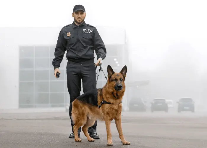 a police officer with gsd on leash 
