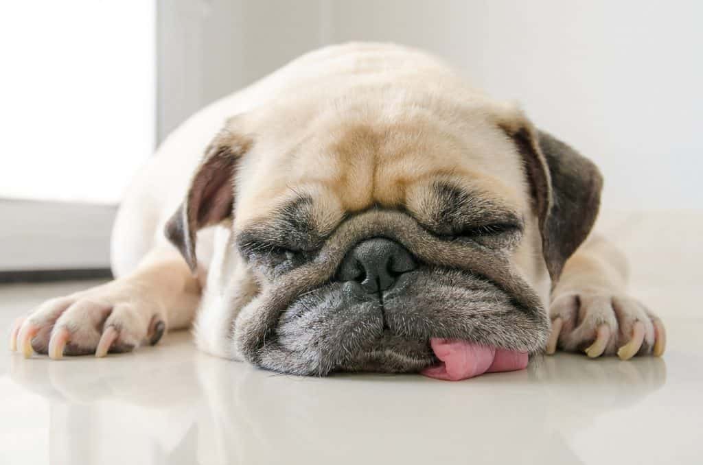 17 Pros And (Cons) Of Owning A Pug 18 a pug sleeping on the floor