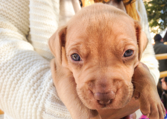 a puppy in a dog breeder's arms