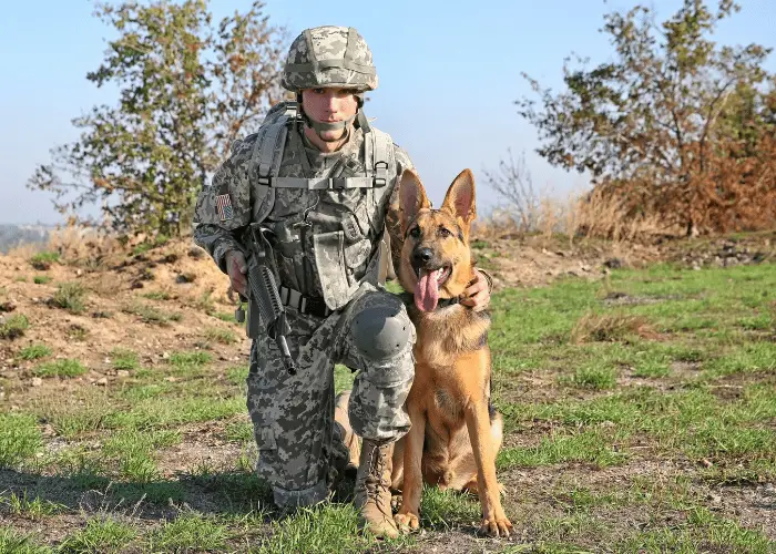 a soldier with GSD on its side