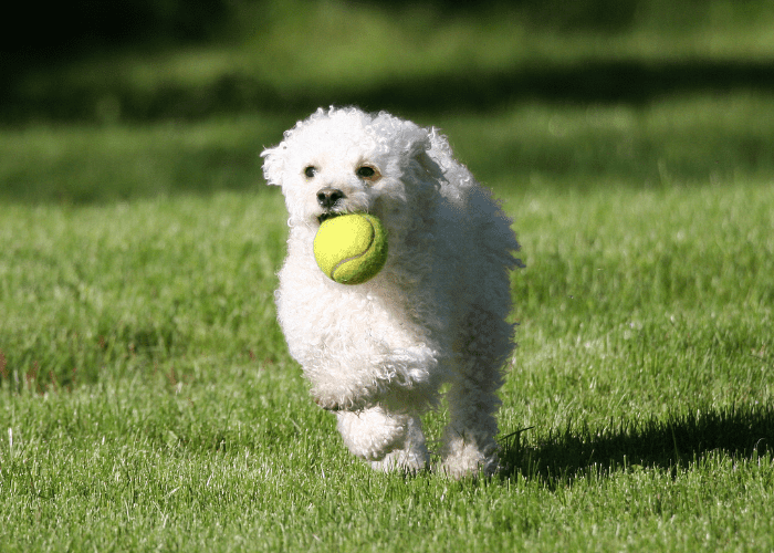 a white dog fetching a tennis ball