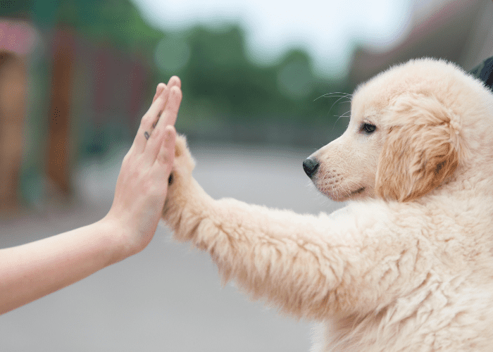 a woman giving high five to her dog